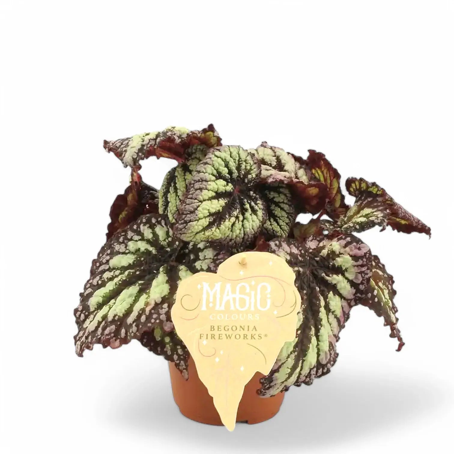 Begonia rex 'Fireworks' potted houseplant in nursery pot on white background, product photo 2.