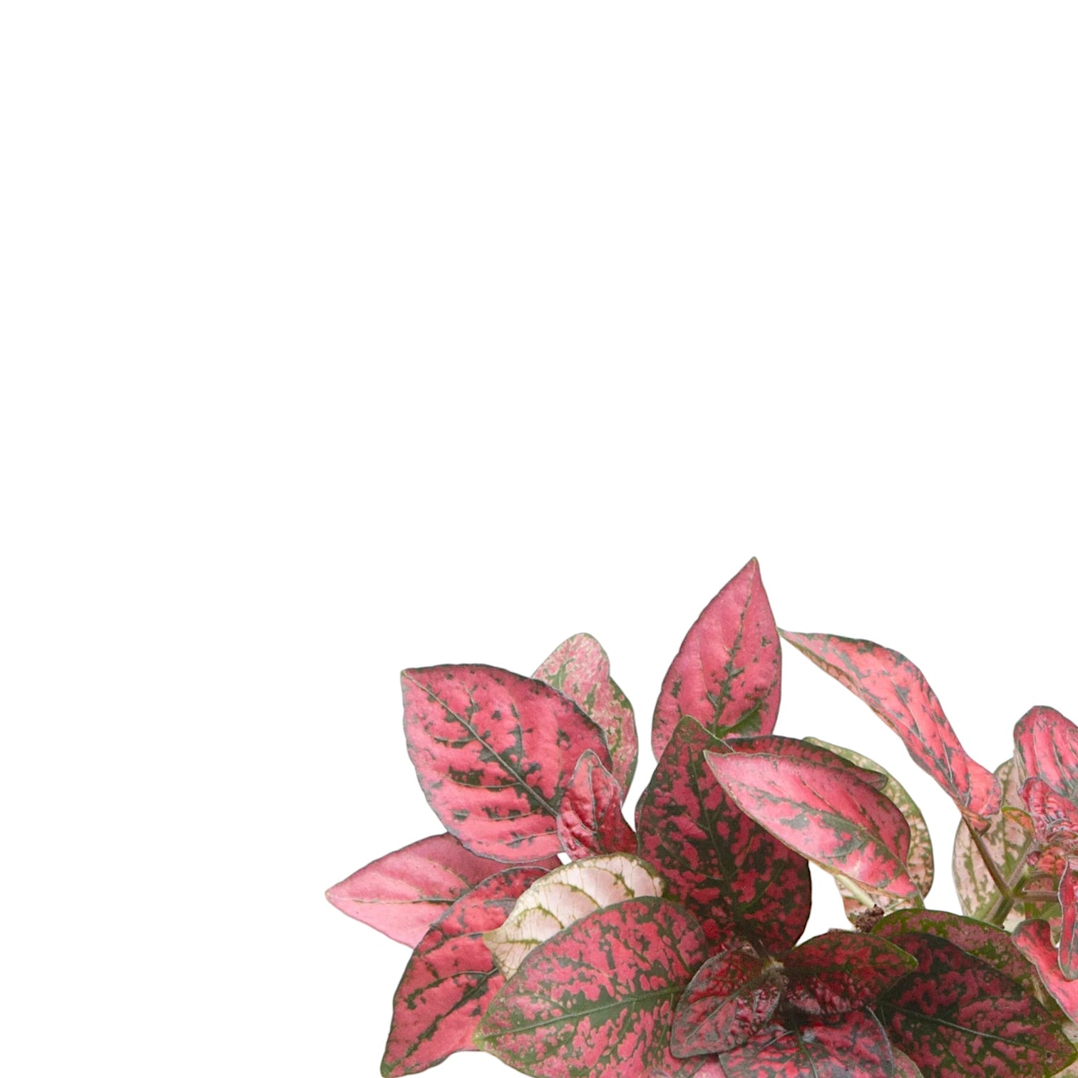 Nahaufnahme eines Blatts von Hypoestes phyllostachya 'Red' vor weißem Hintergrund.