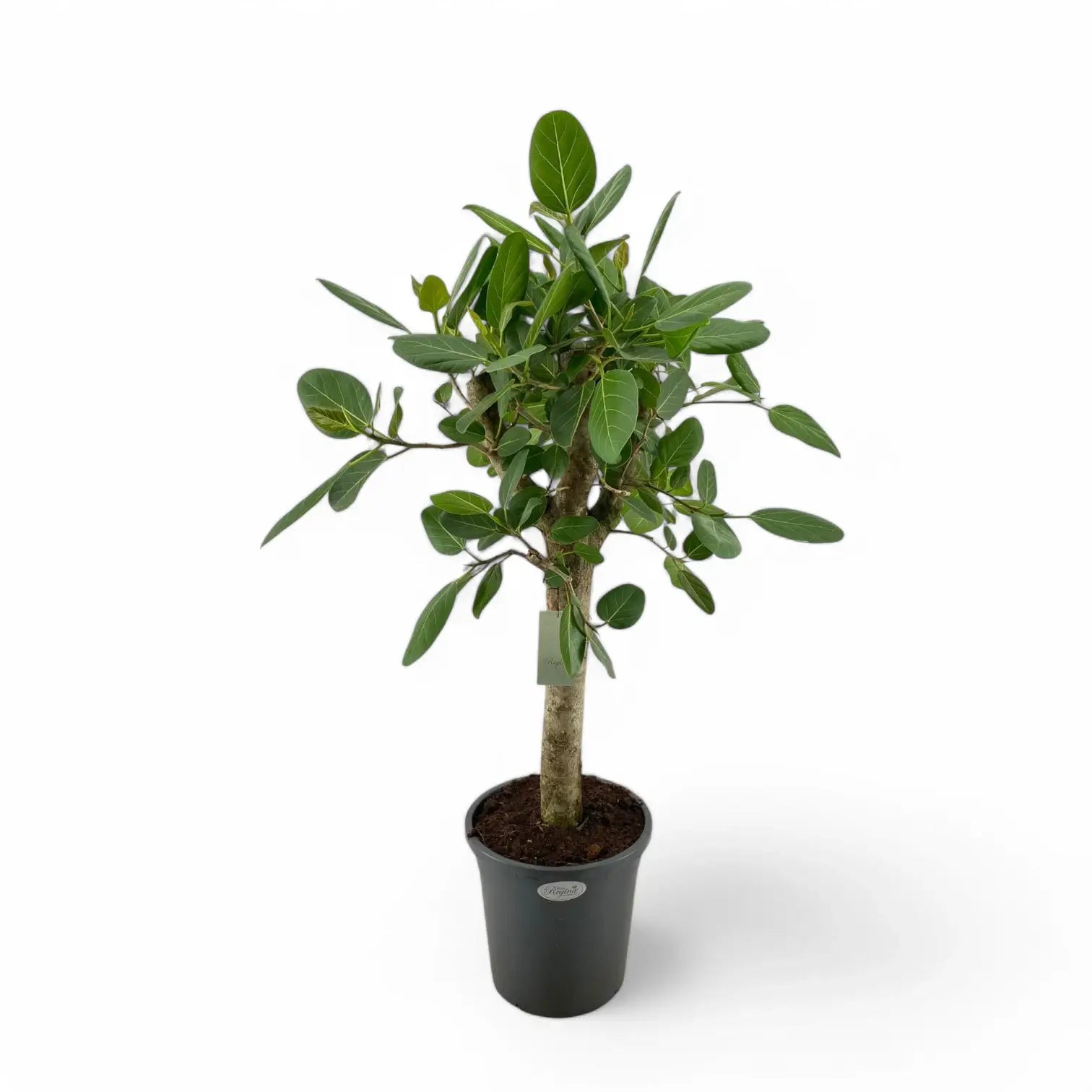 Ficus benghalensis 'Audrey' – Topfpflanze im Kulturtopf vor weißem Hintergrund, Produktfoto 2.