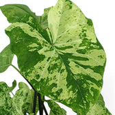 Caladium 'Frog in a Blender'