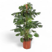 Monstera deliciosa – Zimmerpflanze im Kulturtopf auf weißem Hintergrund, Produktfoto 14.