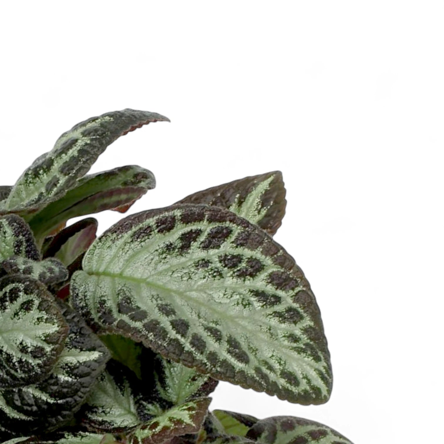 Nahaufnahme eines Blatts von Episcia cupreata 'Silver Shield' vor weißem Hintergrund.