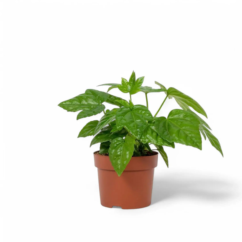 Fatsia japonica potted houseplant in nursery pot on white background, product photo 2.