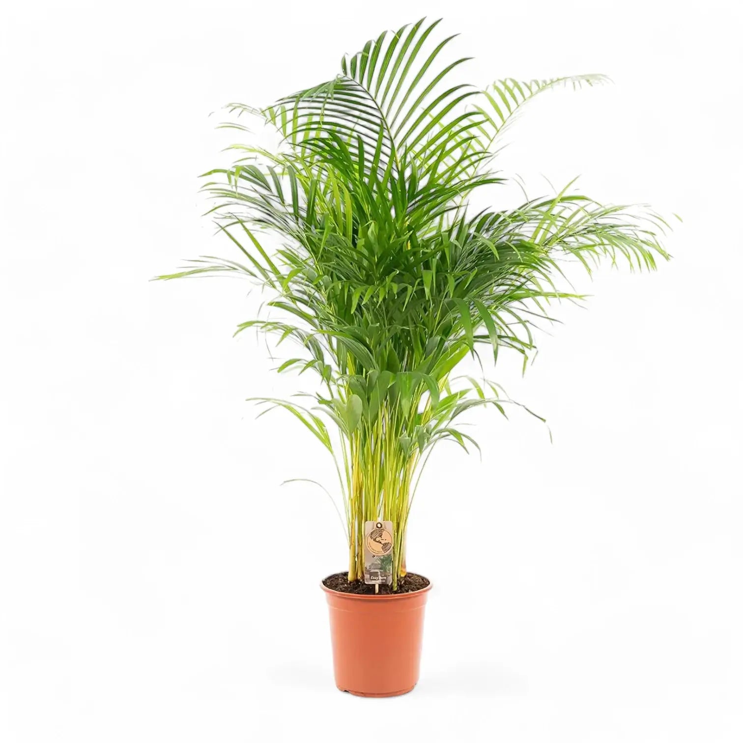Dypsis lutescens potted houseplant in nursery pot on white background, product photo 14.