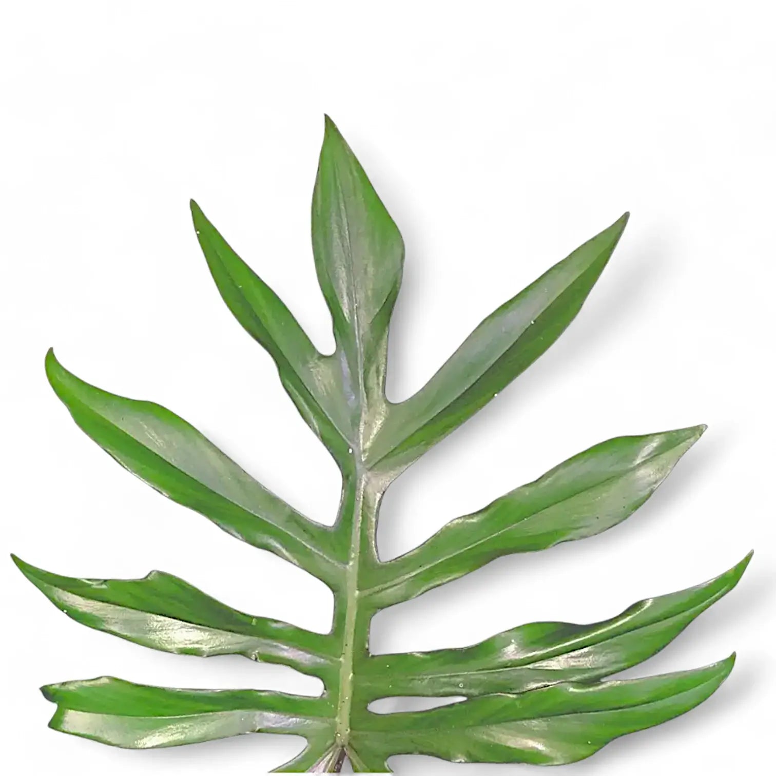 Philodendron mayoi – Topfpflanze im Kulturtopf vor weißem Hintergrund, Produktfoto 10.