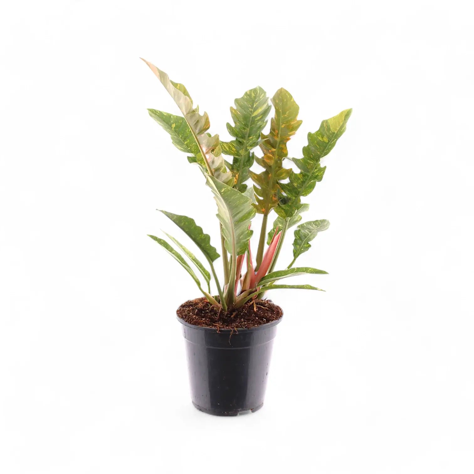 Philodendron 'Ring of fire' – Zimmerpflanze im Kulturtopf auf weißem Hintergrund, Produktfoto 14.