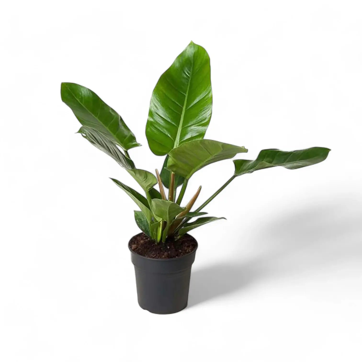 Philodendron 'Imperial Green' – Zimmerpflanze im Kulturtopf auf weißem Hintergrund, Produktfoto 5.