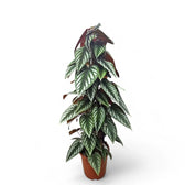 Cissus discolor – Zimmerpflanze im Kulturtopf auf weißem Hintergrund, Produktfoto 3.