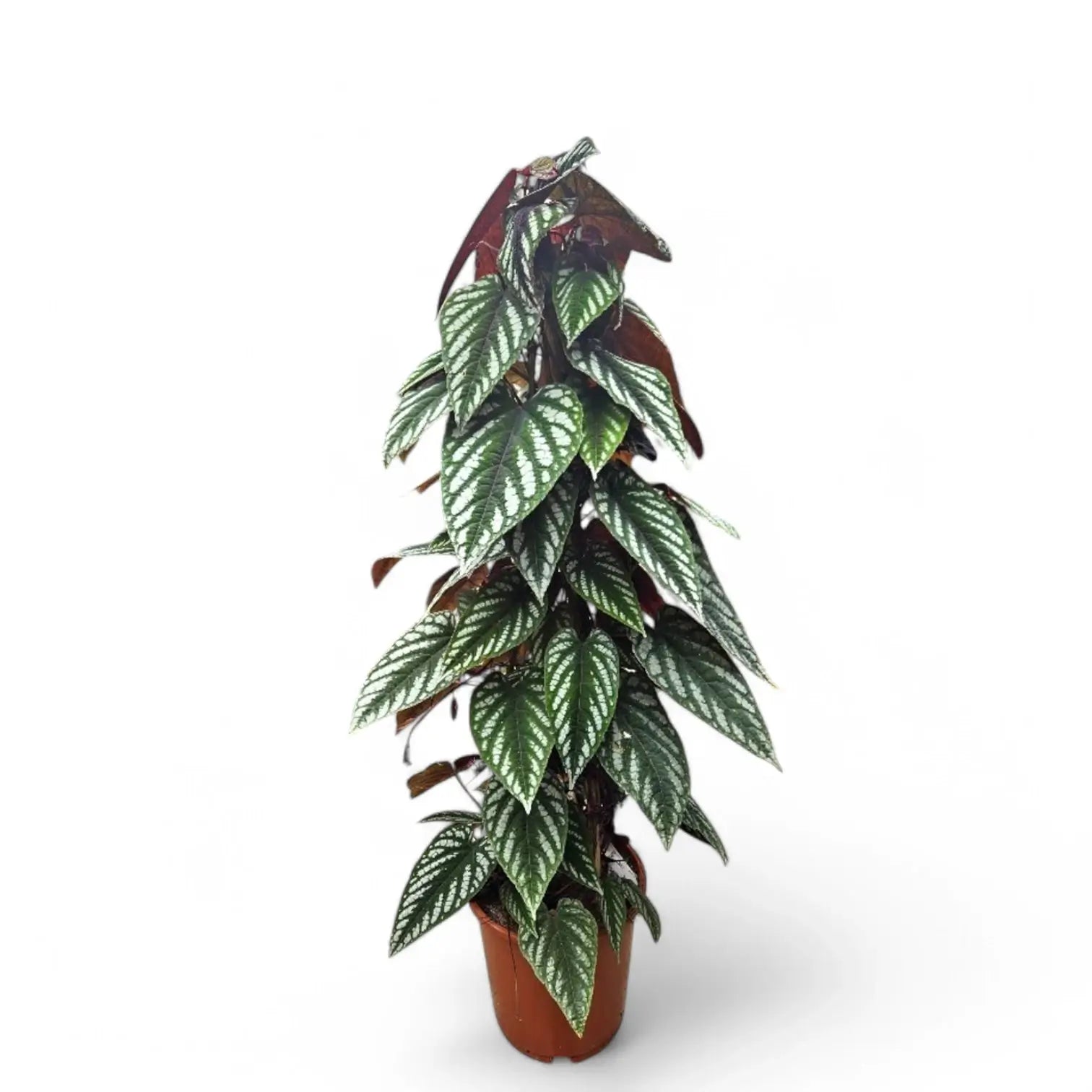 Cissus discolor – Zimmerpflanze im Kulturtopf auf weißem Hintergrund, Produktfoto 3.