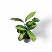 Ctenanthe lubbersiana 'Golden Mosaic' potted houseplant in nursery pot on white background, product photo 4.
