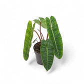 Philodendron billietiae – Topfpflanze im Kulturtopf vor weißem Hintergrund, Produktfoto 9.