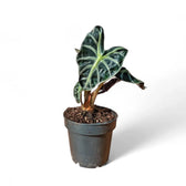 Alocasia ‘Balloon Heart’ – Zimmerpflanze im Kulturtopf auf weißem Hintergrund, Produktfoto 3.