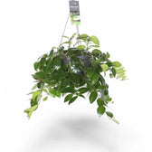 Aeschynanthus speciosus 'Mona Lisa' – Zimmerpflanze im Kulturtopf auf weißem Hintergrund, Produktfoto 2.