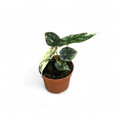 Alocasia baginda 'Dragon scale' albo-variegata potted houseplant in nursery pot on white background, product photo 5.