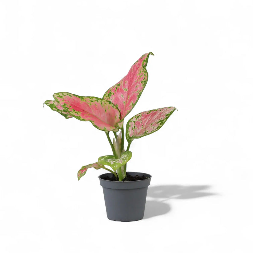 Aglaonema 'Red Valentine' potted houseplant in nursery pot on white background, product photo 2.