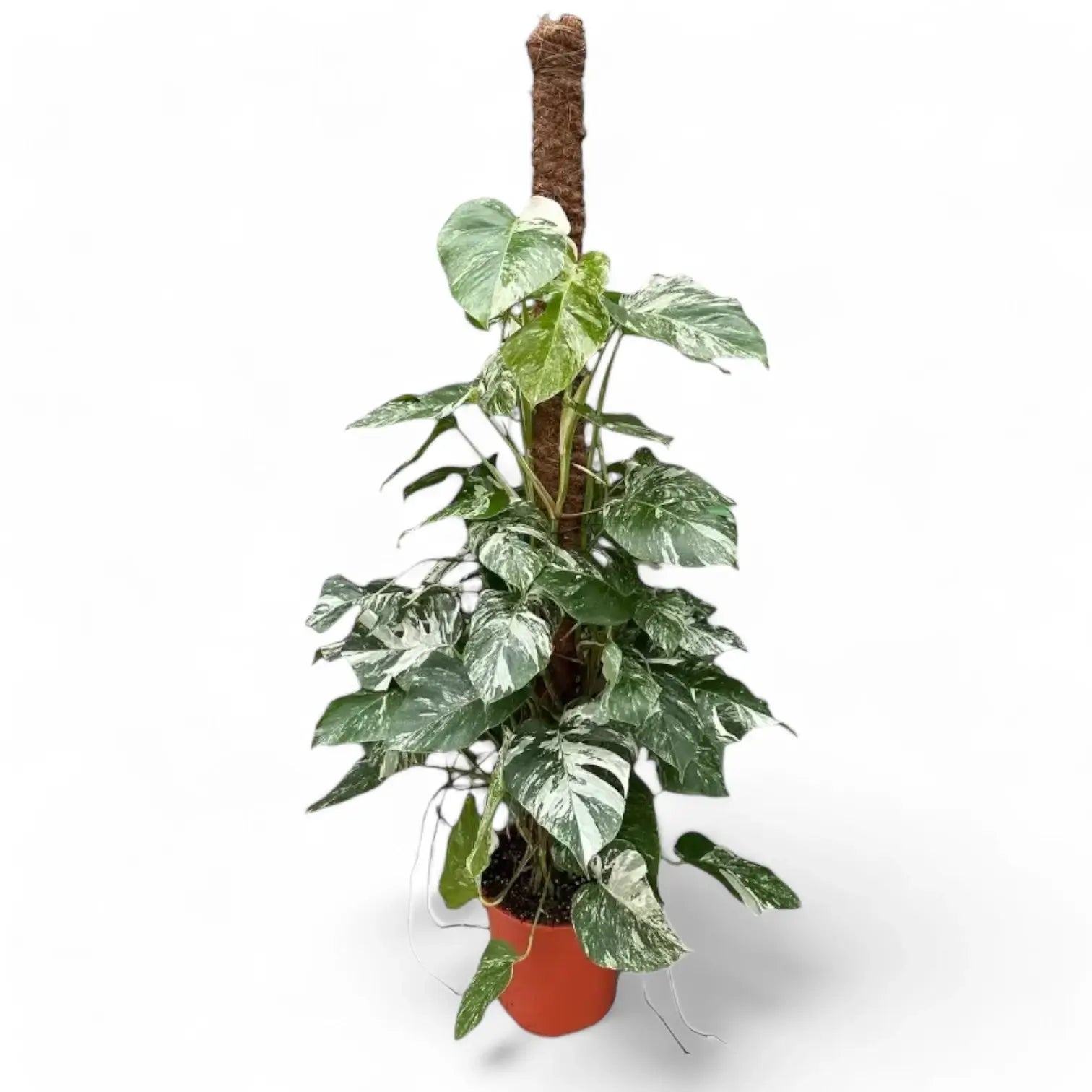 Monstera deliciosa Albo Variegata potted houseplant in nursery pot on white background, product photo 6.