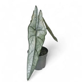 Alocasia heterophylla 'Dragon's Breath' potted houseplant in nursery pot on white background, product photo 8.