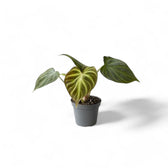 Philodendron verrucosum – Topfpflanze im Kulturtopf vor weißem Hintergrund, Produktfoto 4.