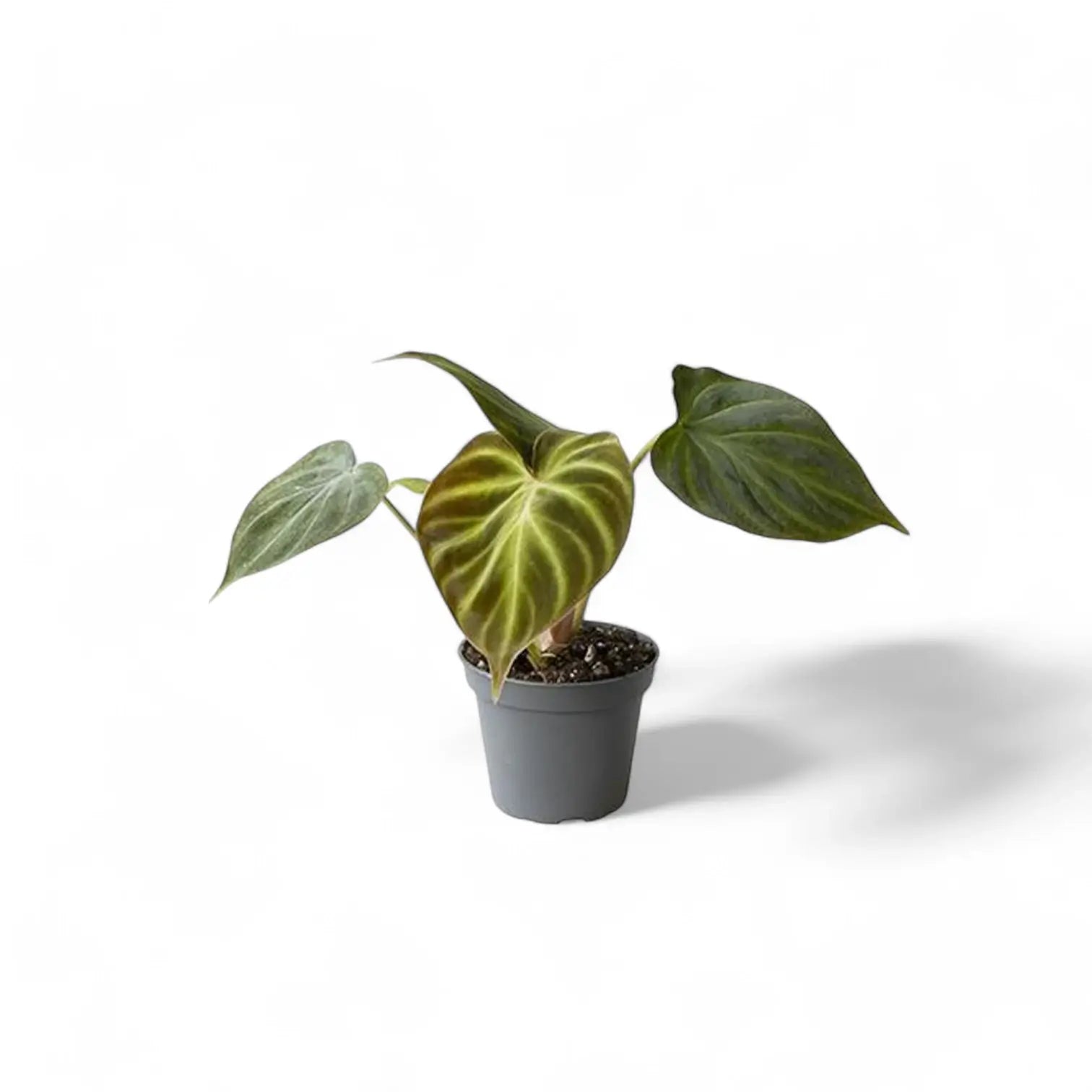 Philodendron verrucosum – Topfpflanze im Kulturtopf vor weißem Hintergrund, Produktfoto 4.