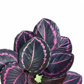 Nahaufnahme von Goeppertia (Calathea) roseopicta 'Surprise Star' ('Princess Jessie') vor weißem Hintergrund.