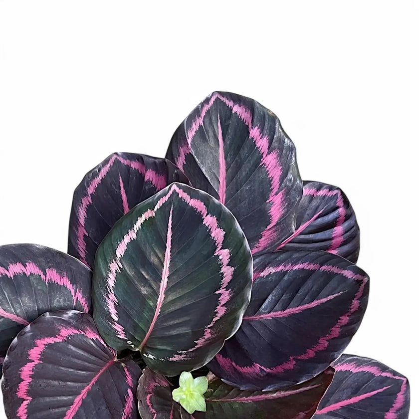 Goeppertia (Calathea) roseopicta 'Surprise Star' ('Princess Jessie') leaf close-up on white background.