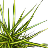 Nahaufnahme von Dracaena reflexa var. angustifolia 'Sunray' vor weißem Hintergrund.