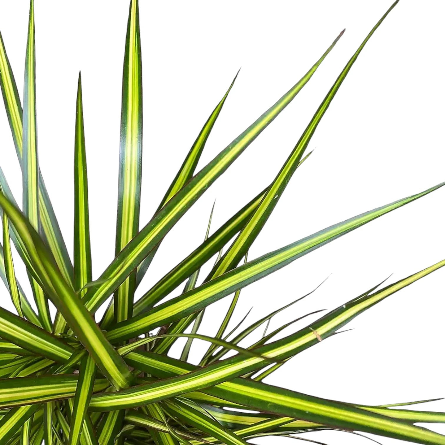 Nahaufnahme von Dracaena reflexa var. angustifolia 'Sunray' vor weißem Hintergrund.