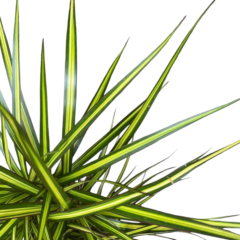 Nahaufnahme von Dracaena reflexa var. angustifolia 'Sunray' vor weißem Hintergrund.