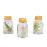 3 x Tillandsia Air Plants in Glass leaf close-up on white background.