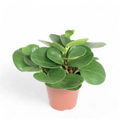 Peperomia obtusifolia – Zimmerpflanze im Kulturtopf auf weißem Hintergrund, Produktfoto 4.