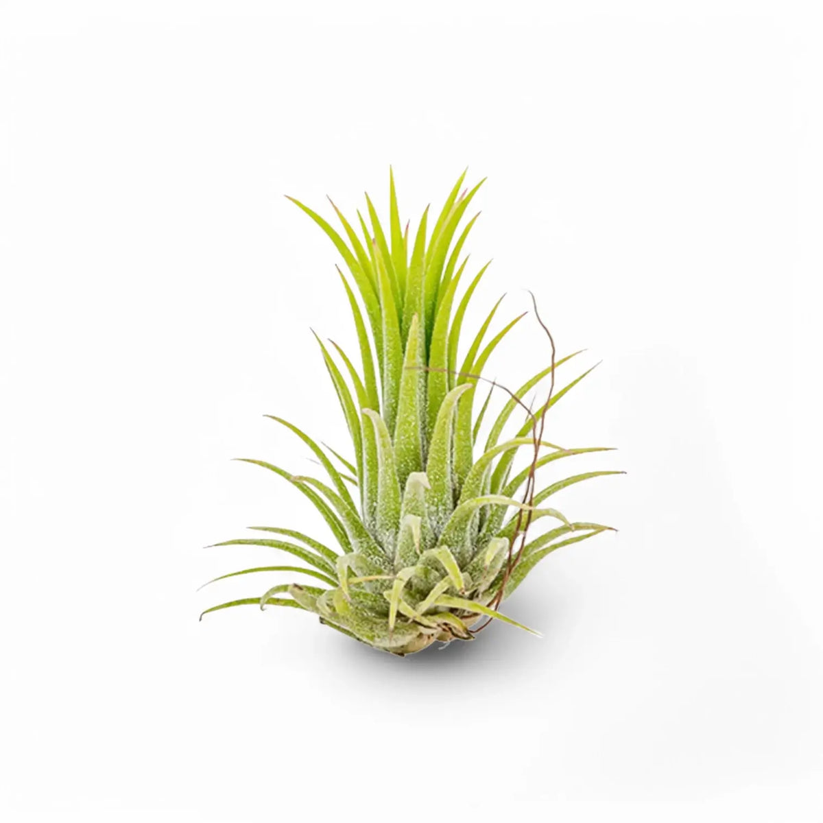 Tillandsia Air Plants