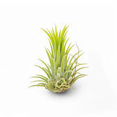 Tillandsia Air Plants