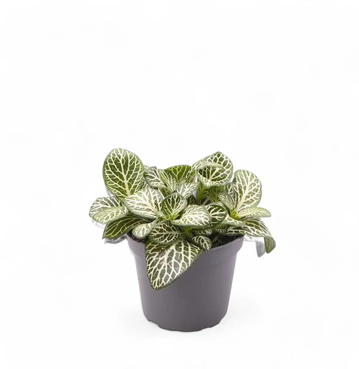 Fittonia albivenis potted houseplant in nursery pot on white background, product photo 3.