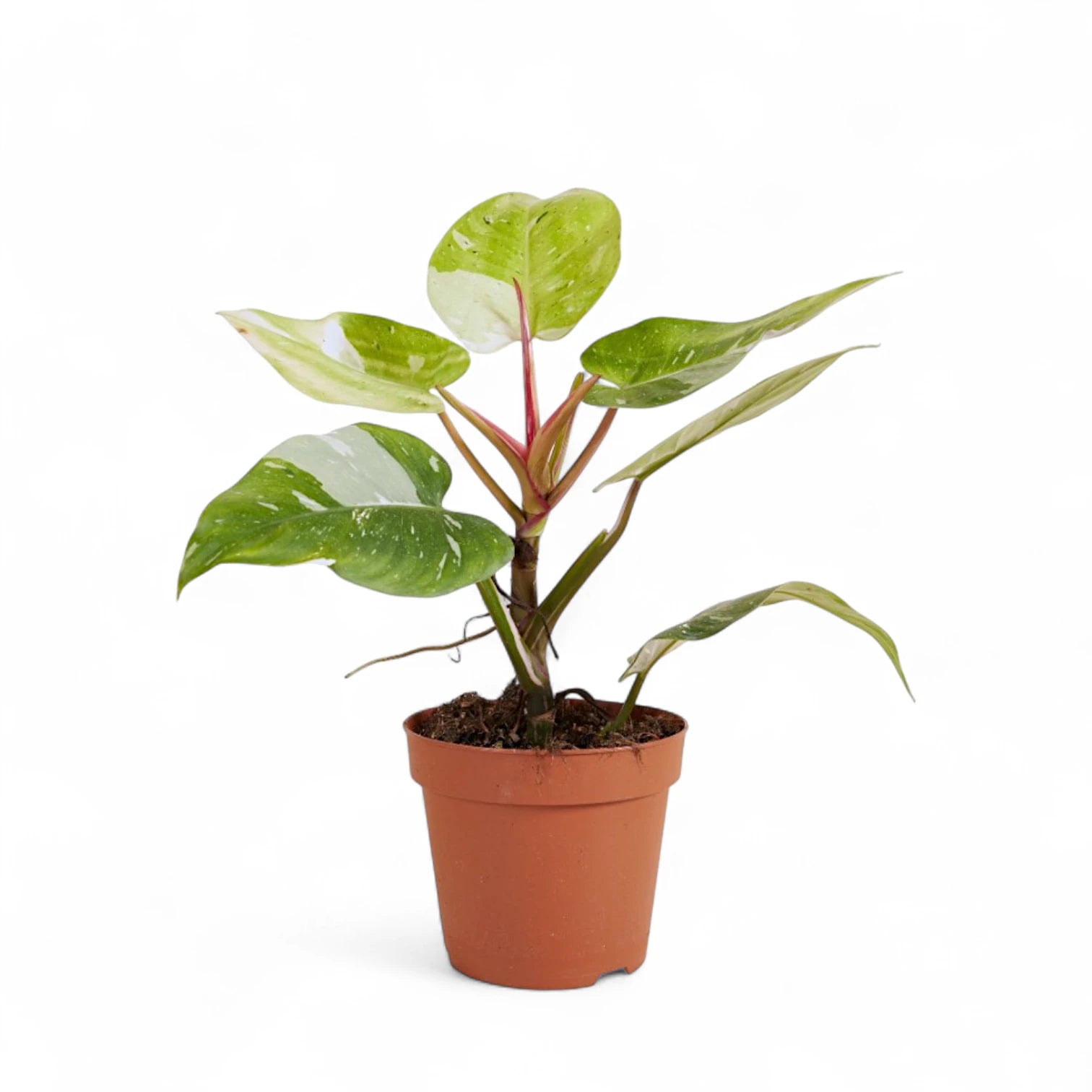 Philodendron 'Fresh Aurea' ('White Princess Aurea Tricolor') potted houseplant in nursery pot on white background, product photo 4.