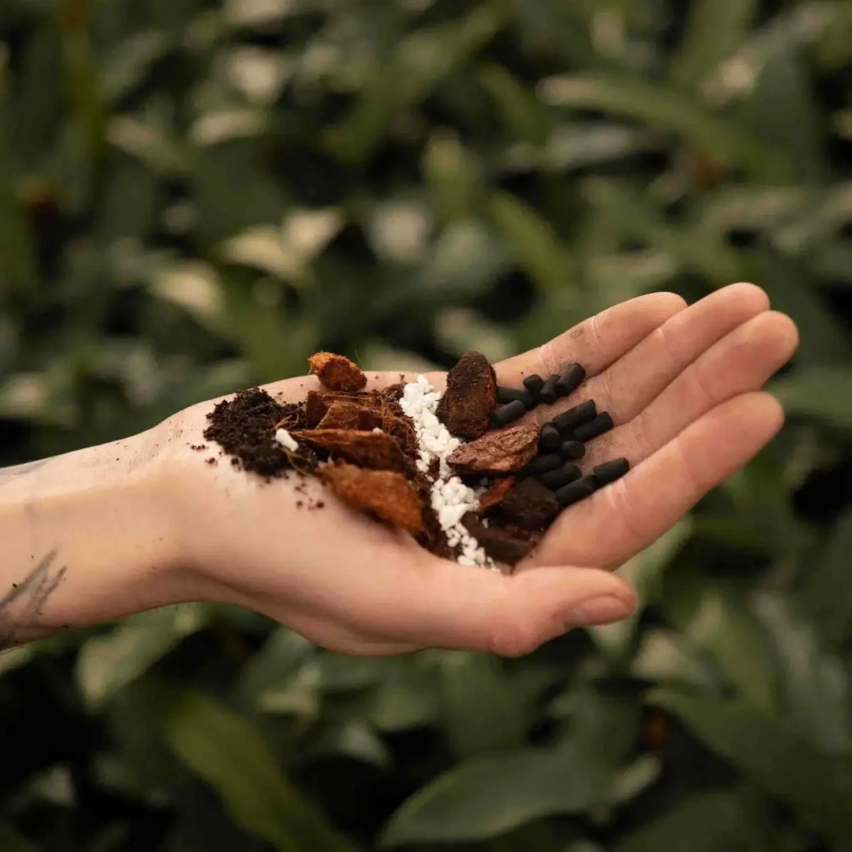 Hoya Potting Mix on white background, product photo 2.
