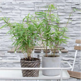 Fargesia 'Rufa' potted houseplant in nursery pot on white background, product photo 6.