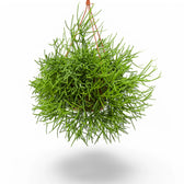 Rhipsalis teres f. heteroclada potted houseplant in nursery pot on white background, product photo 5.