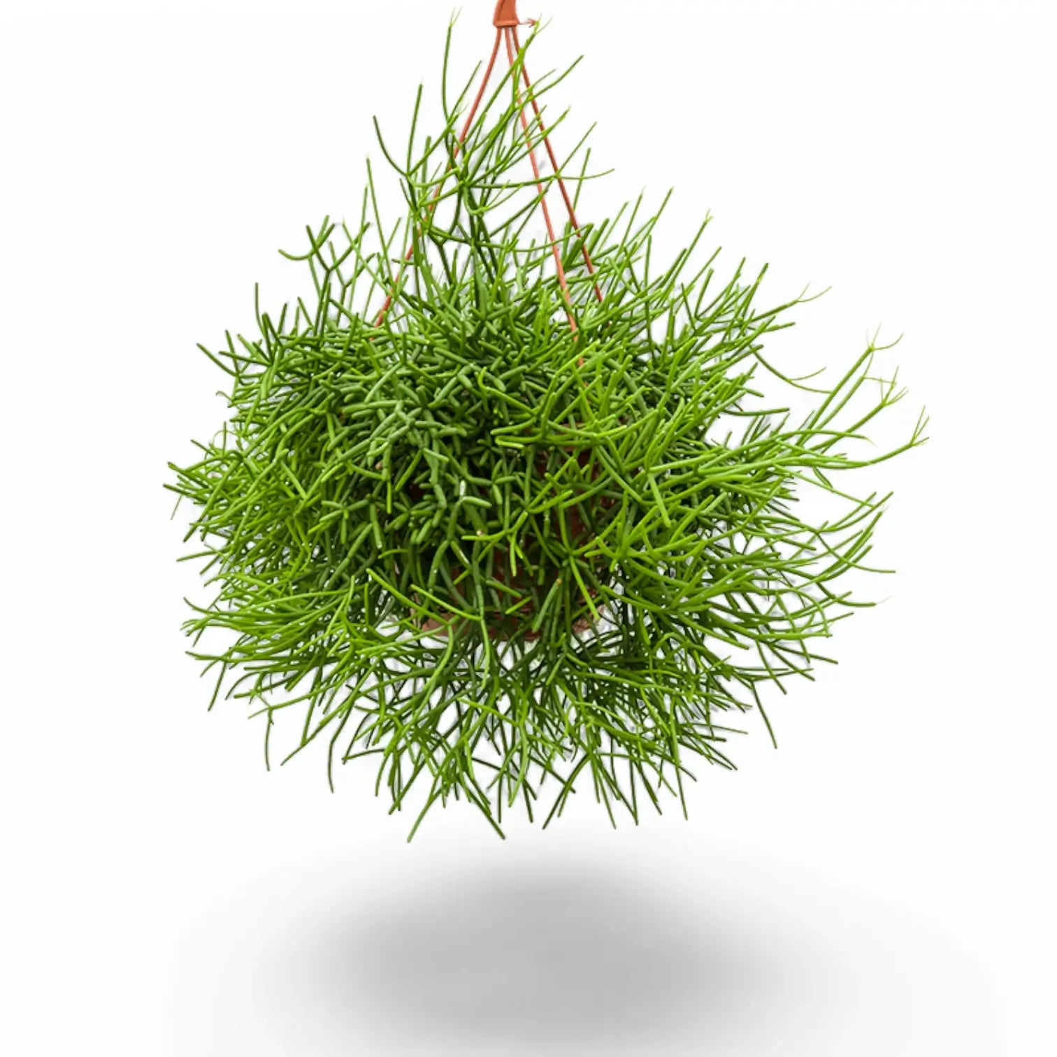 Rhipsalis teres f. heteroclada potted houseplant in nursery pot on white background, product photo 5.