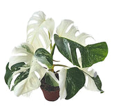 Monstera deliciosa variegata 'Super White' – Zimmerpflanze im Kulturtopf auf weißem Hintergrund, Produktfoto 2.