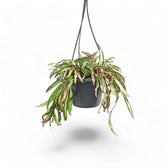 Hoya wayetii 'Tricolor' potted houseplant in nursery pot on white background, product photo 6.