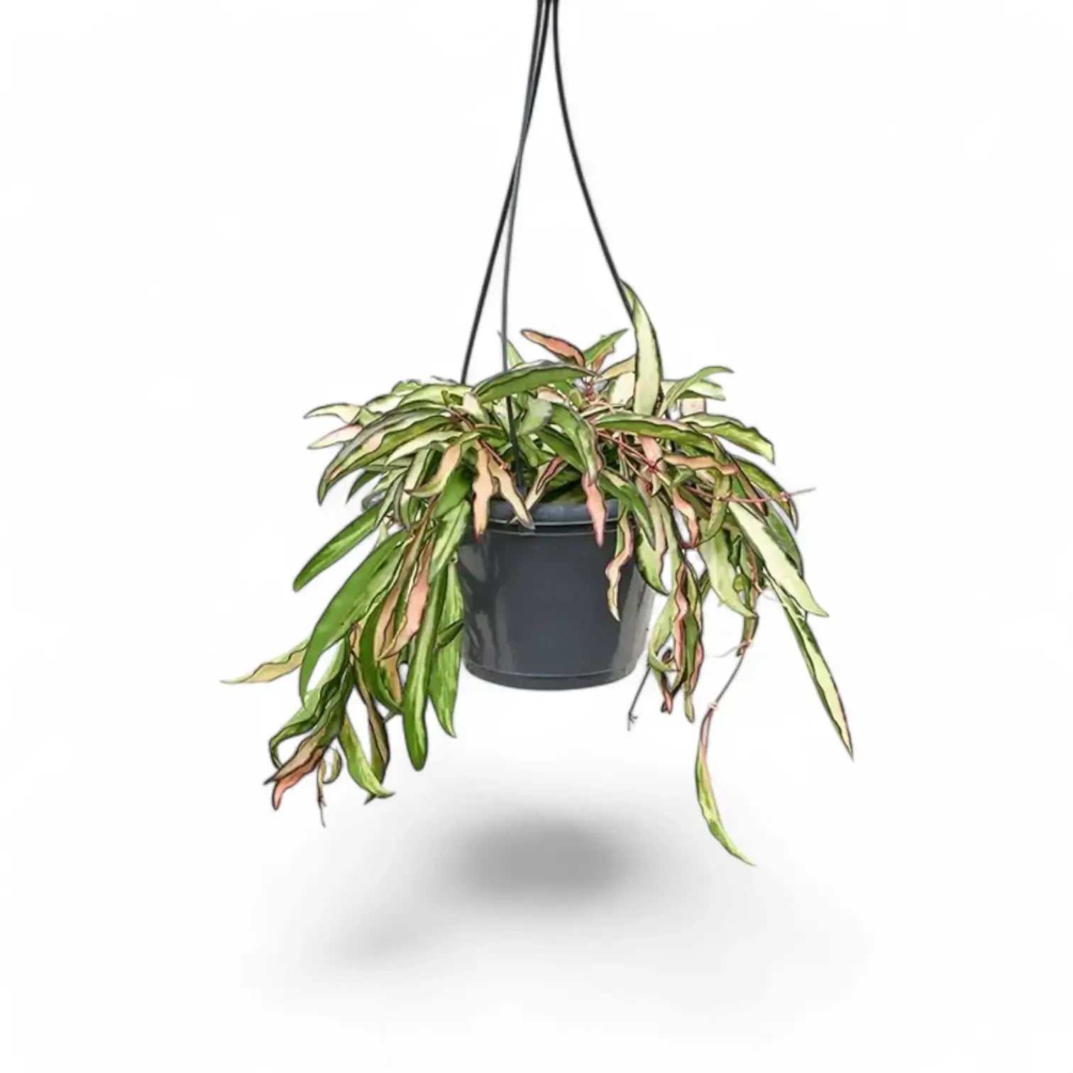 Hoya wayetii 'Tricolor' potted houseplant in nursery pot on white background, product photo 6.