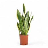 Dracaena (Sansevieria) trifasciata 'Laurentii' potted houseplant in nursery pot on white background, product photo 10.