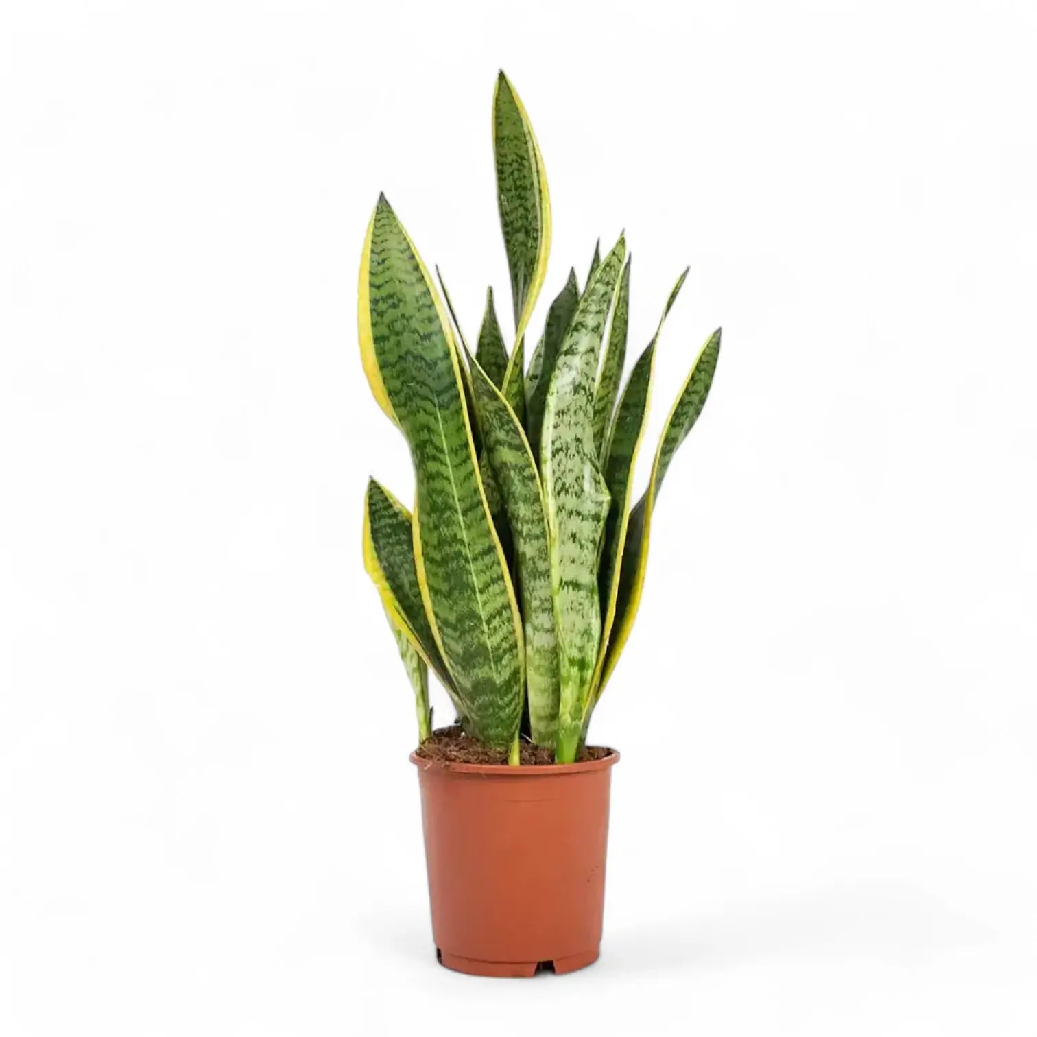 Dracaena (Sansevieria) trifasciata 'Laurentii' potted houseplant in nursery pot on white background, product photo 10.