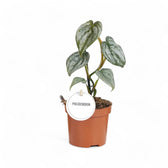 Philodendron brandtianum potted houseplant in nursery pot on white background, product photo 4.