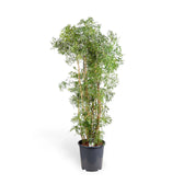Polyscias fruticosa 'Ming' ('Ming Aralia') potted houseplant in nursery pot on white background, product photo 5.