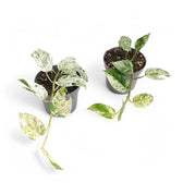 Epipremnum pinnatum variegata 'Marble' potted houseplant in nursery pot on white background, product photo 6.