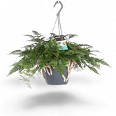 Davallia tyermannii – Topfpflanze im Kulturtopf vor weißem Hintergrund, Produktfoto 4.