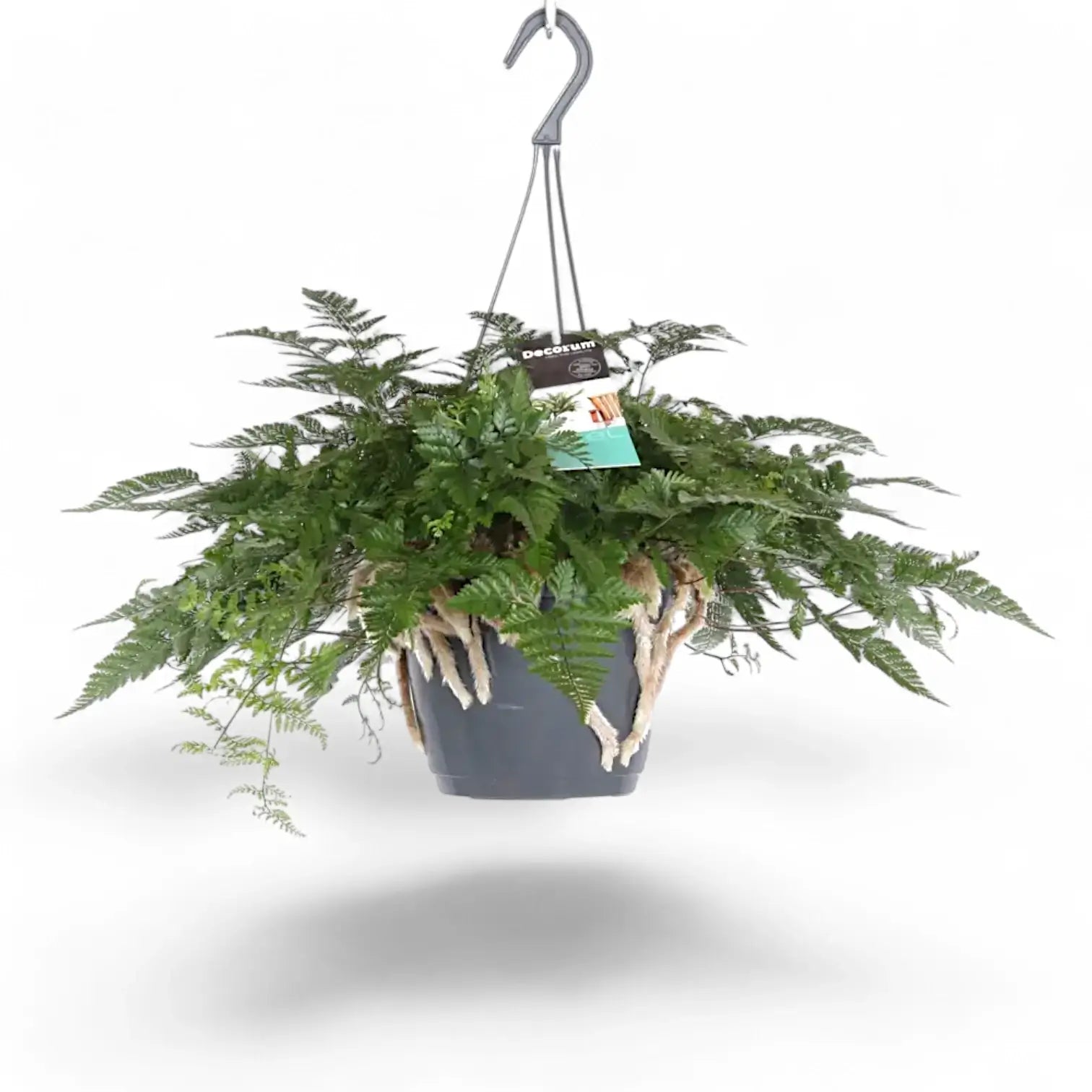 Davallia tyermannii – Topfpflanze im Kulturtopf vor weißem Hintergrund, Produktfoto 4.