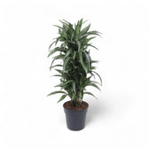 Dracaena fragrans 'Ulises' – Topfpflanze im Kulturtopf vor weißem Hintergrund, Produktfoto 7.