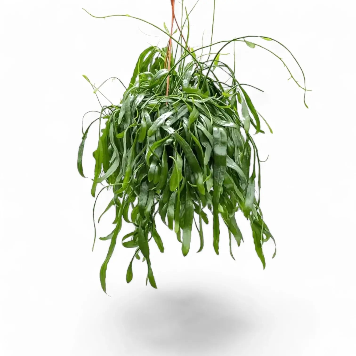 Pseudorhipsalis ramulosa subsp. ramulosa 'Red Coral' – Topfpflanze im Kulturtopf vor weißem Hintergrund, Produktfoto 3.